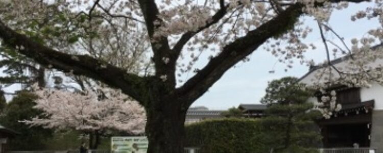 4月のいろいろ